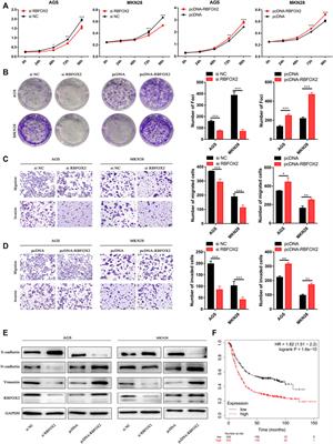 p53-Induced LINC00893 Regulates RBFOX2 Stability to Suppress Gastric Cancer Progression